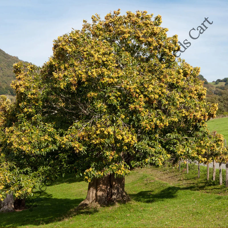 Spanish Chestnut Seeds — seed packet | Buy vegetable seeds online India | SeedsCart