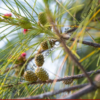 Beach Sheoak Seeds — plant growing in garden | Non-GMO vegetable seeds | SeedsCart