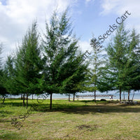 Beach Sheoak Seeds — seed packet | Buy vegetable seeds online India | SeedsCart