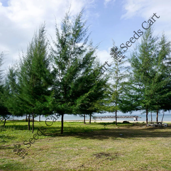 Beach Sheoak Seeds — seed packet | Buy vegetable seeds online India | SeedsCart