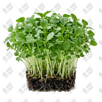Cauliflower Microgreen Seeds
