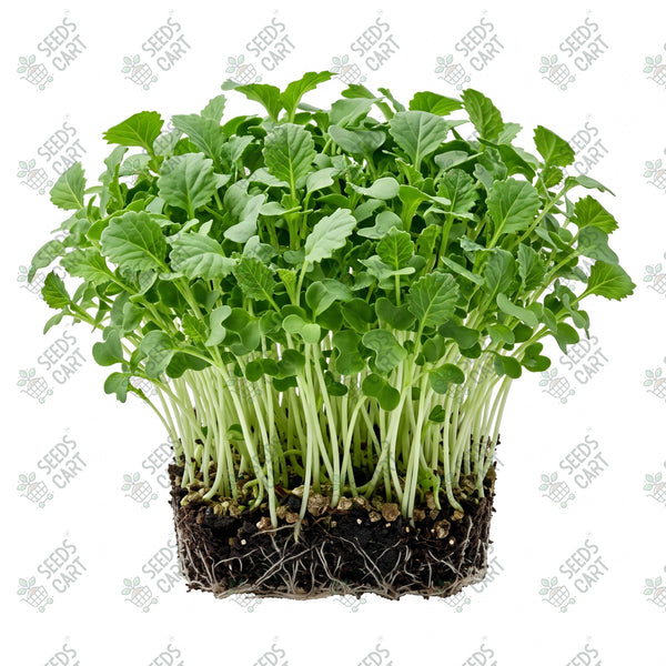 Cauliflower Microgreen Seeds