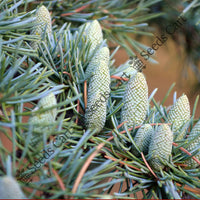 Himalayan Cedar Seeds — mature tree | Forestry and reforestation seeds | SeedsCart