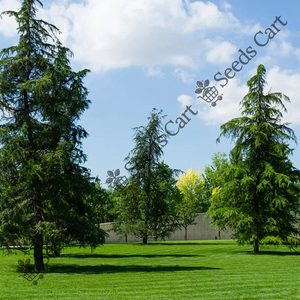 Himalayan Cedar Seeds — seed packet | Buy tree seeds online India | SeedsCart
