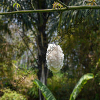 White Silk Cotton Tree — mature tree | Forestry and reforestation seeds | SeedsCart