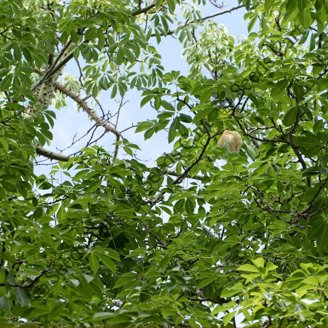 White Silk Cotton Tree — seed packet | Buy tree seeds online India | SeedsCart