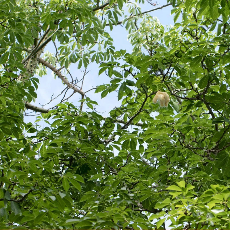 White Silk Cotton Tree — seed packet | Buy tree seeds online India | SeedsCart