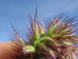 Cenchrus ciliaris — plant growing in garden | Non-GMO vegetable seeds | SeedsCart