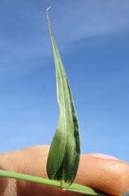 Cenchrus ciliaris — seeds close-up | High germination rate | SeedsCart