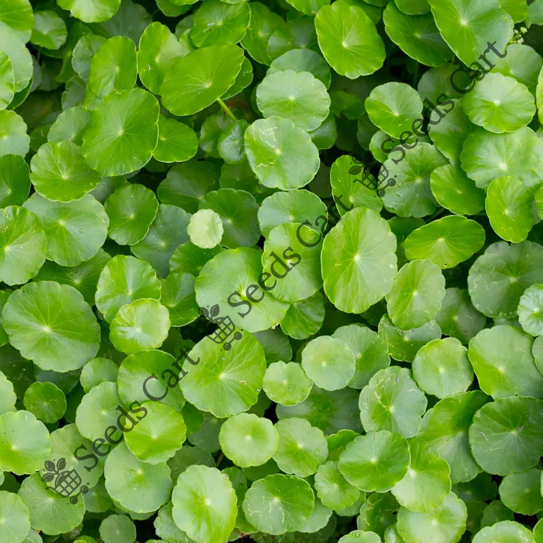 Gotu Kola Seeds — seed packet | Buy vegetable seeds online India | SeedsCart