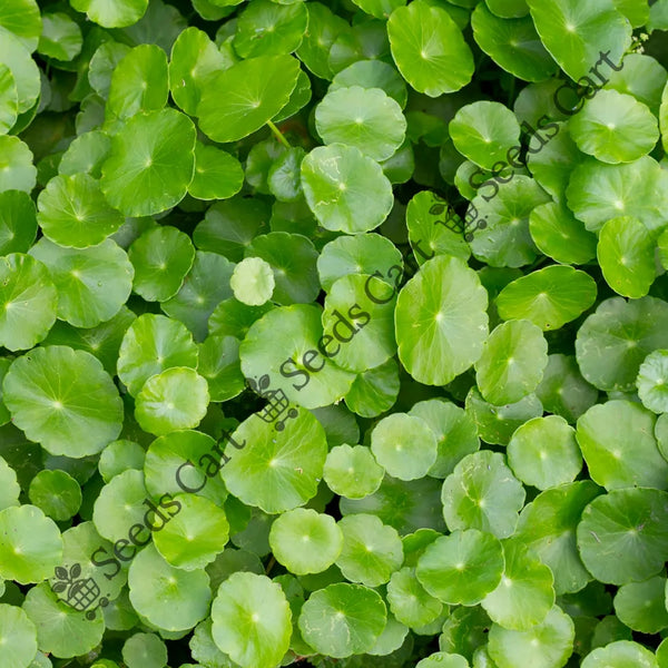 Gotu Kola Seeds — seed packet | Buy vegetable seeds online India | SeedsCart