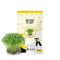Chia   MicrogreenSeeds