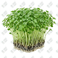 Chia   MicrogreenSeeds