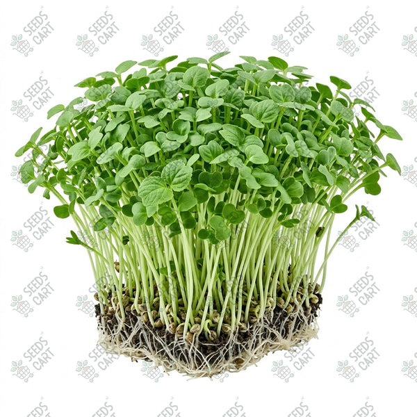 Chia   MicrogreenSeeds