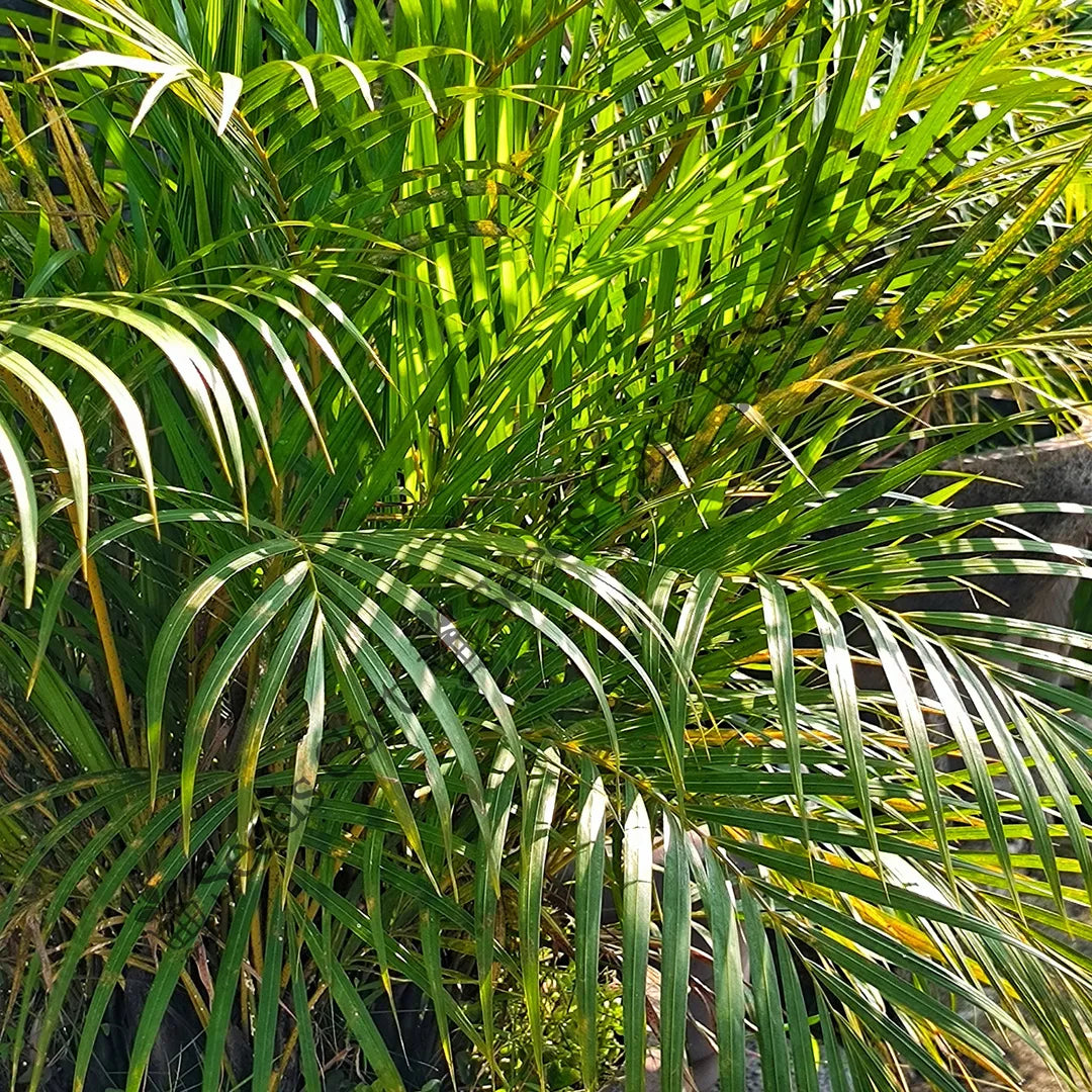 Areca Palm — seed packet | Buy tree seeds online India | SeedsCart