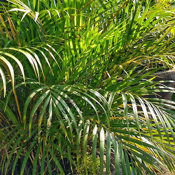 Areca Palm — seed packet | Buy tree seeds online India | SeedsCart