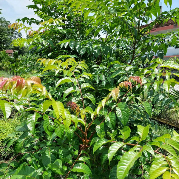 Indian Redwood Seeds — seed packet | Buy vegetable seeds online India | SeedsCart