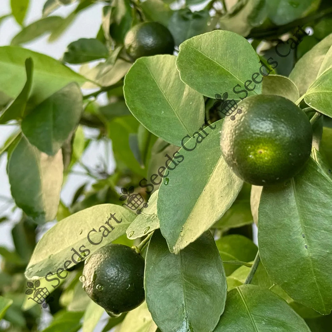 Sour Lime Seeds — seed packet | Buy vegetable seeds online India | SeedsCart