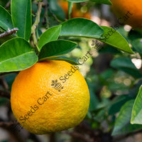 Bitter Orange Seeds — plant growing in garden | Non-GMO vegetable seeds | SeedsCart