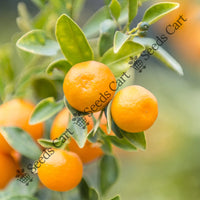 Mandarin Seeds — plant growing in garden | Non-GMO vegetable seeds | SeedsCart