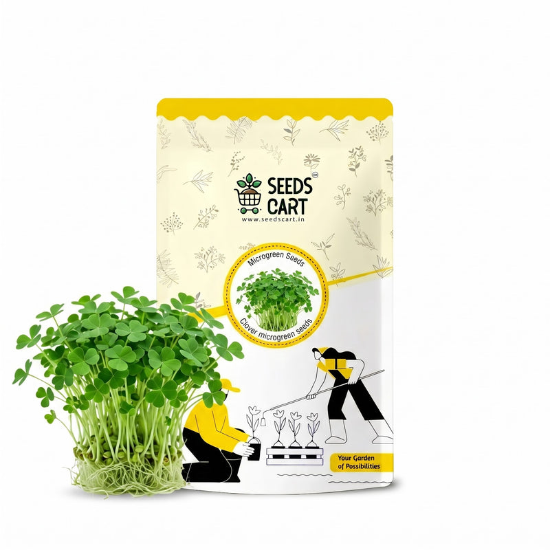 Clover Microgreen Seeds