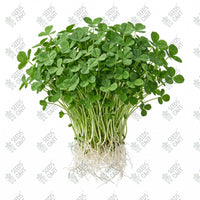 Clover Microgreen Seeds
