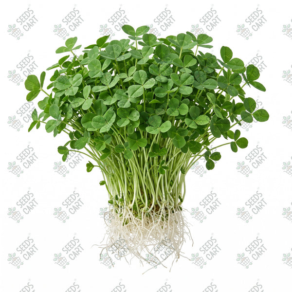 Clover Microgreen Seeds