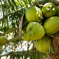 Coconut Tree — mature tree | Forestry and reforestation seeds | SeedsCart