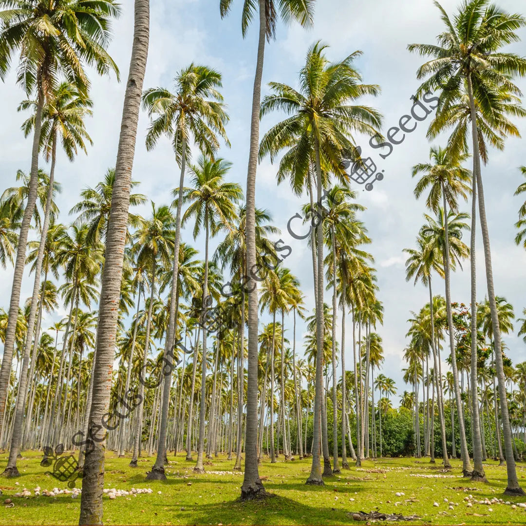 Coconut Tree — seed packet | Buy tree seeds online India | SeedsCart