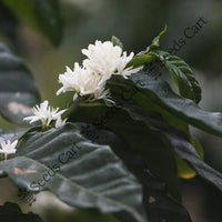 Coffee Plant — plant growing in garden | Non-GMO vegetable seeds | SeedsCart