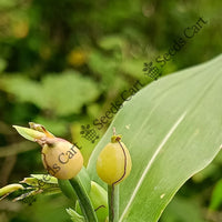 Coix Millet — plant growing in garden | Non-GMO vegetable seeds | SeedsCart