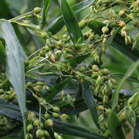 Coix Millet — seed packet | Buy vegetable seeds online India | SeedsCart