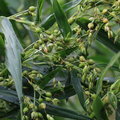 Coix Millet (Coix lacryma-jobi)