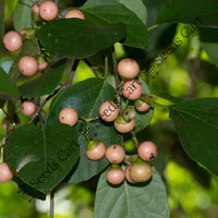 Indian Cherry Seeds — plant growing in garden | Non-GMO vegetable seeds | SeedsCart
