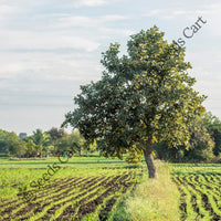 Indian Cherry Seeds — seed packet | Buy vegetable seeds online India | SeedsCart