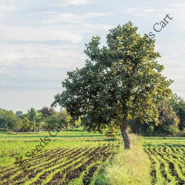 Indian Cherry Seeds — seed packet | Buy vegetable seeds online India | SeedsCart