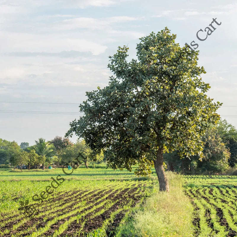 Indian Cherry Seeds — seed packet | Buy vegetable seeds online India | SeedsCart