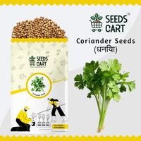 Coriander Seeds — fresh herb leaves | Kitchen garden India | SeedsCart