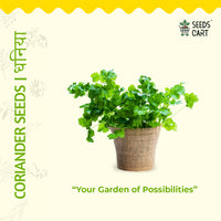 Coriander Seeds — herb plant growing | Non-GMO herb seeds | SeedsCart