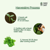 Coriander Seeds — herb seeds | Medicinal herb seeds India | SeedsCart