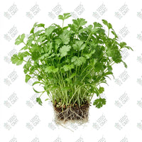 Coriander Microgreen Seeds
