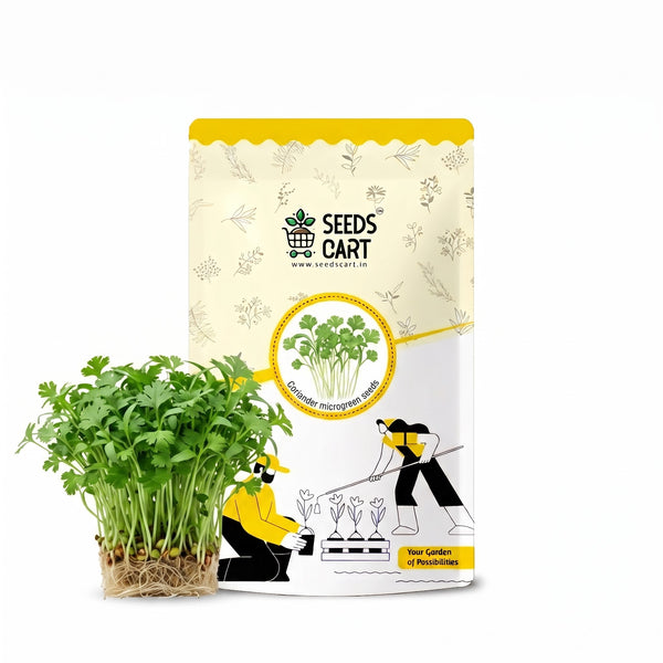 Coriander Microgreen Seeds