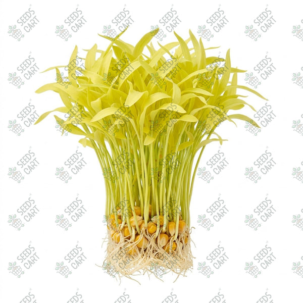 Corn Microgreen Seeds