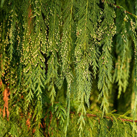 Kashmir Cypress Seeds — mature tree | Forestry and reforestation seeds | SeedsCart