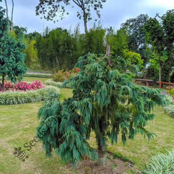 Kashmir Cypress Seeds — seed packet | Buy tree seeds online India | SeedsCart