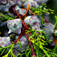 Himalayan Cypress Seeds — mature tree | Forestry and reforestation seeds | SeedsCart