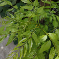 Curry Leaf Tree (Murraya koenigii)
