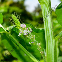 Guvar Bean — plant growing in garden | Non-GMO vegetable seeds | SeedsCart