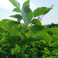 Guvar Bean — seed packet | Buy vegetable seeds online India | SeedsCart