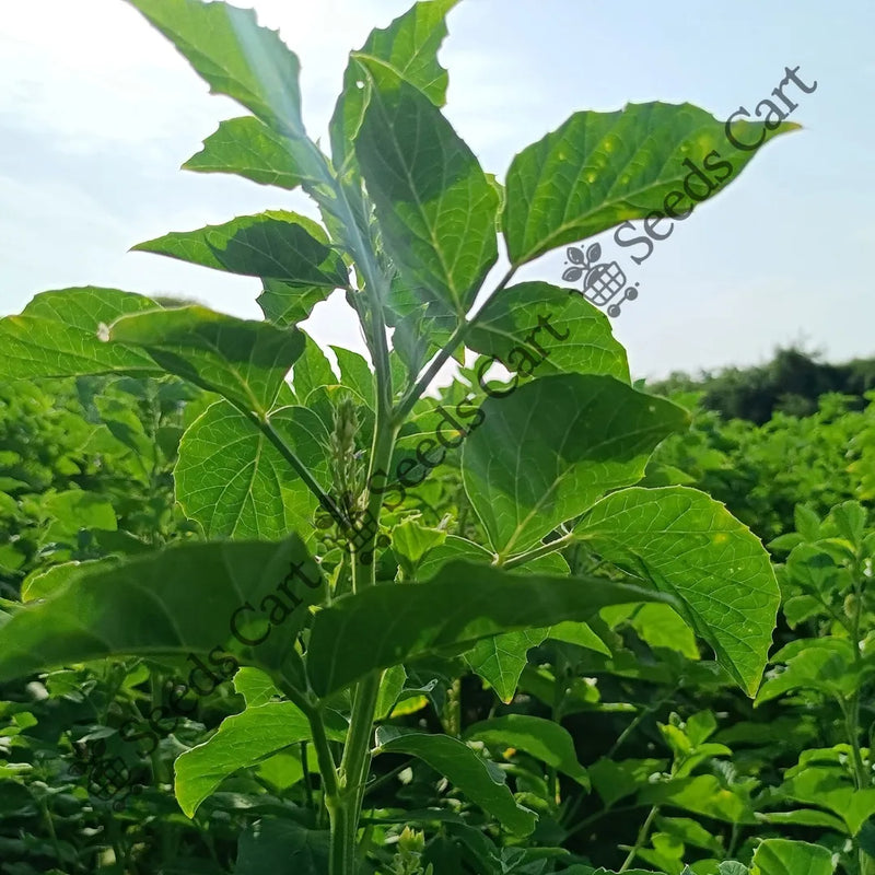 Guvar Bean — seed packet | Buy vegetable seeds online India | SeedsCart